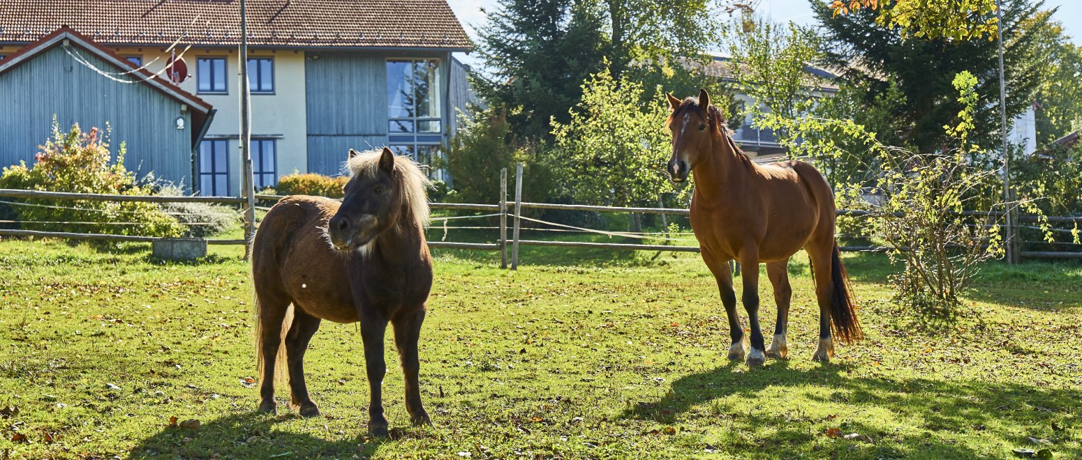 breitbilder-binder-bauernhofurlaub-tiere-pferde-reiten-1550